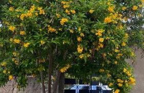 Casa na Serra de Martins - Foto 55