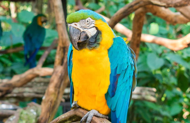 Ingresso do Parque das Aves - Foto 1