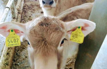 Huberhof Morgensonne - Foto 11