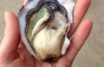 L'écurie & Le Chai - Gîtes de charme entre plage et cœur de village - Foto 29