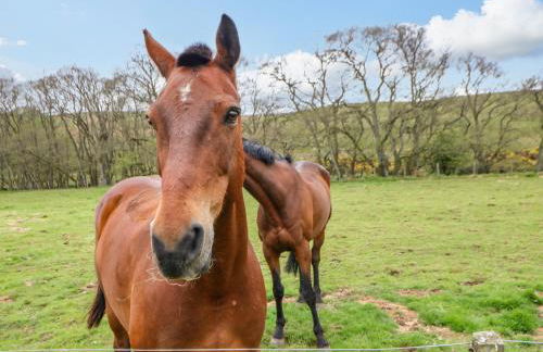 Gallow Law Cottage - Foto 43