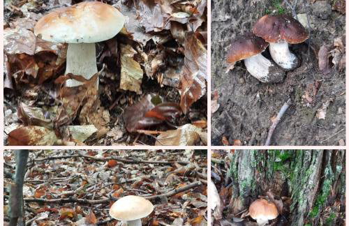 Dom na Kaszubach "White House" całoroczny na wyłączność - Photo 40