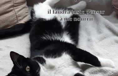 Villa la Salamandre - Jullouville - Foto 2