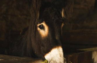 TerraSense Mountain Charm Retreat & Farm - Foto 55