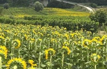 Villa of Golden Light - Foto 41