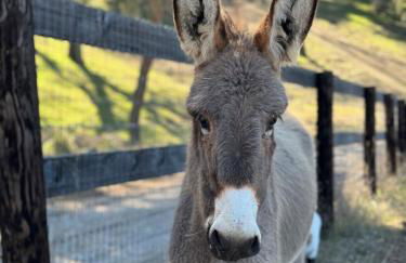 Paso Robles Wine Country Ranch House & Firepit - Foto 6