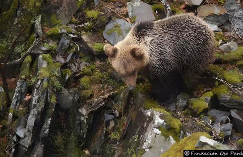 El Mirador de Babia - Foto 19