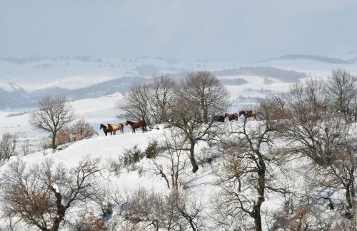 Masseria Straziuso - La Vaccariccia - Foto 21
