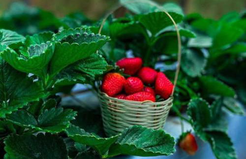 Flat Serra Negra, Bezerros - Foto 38