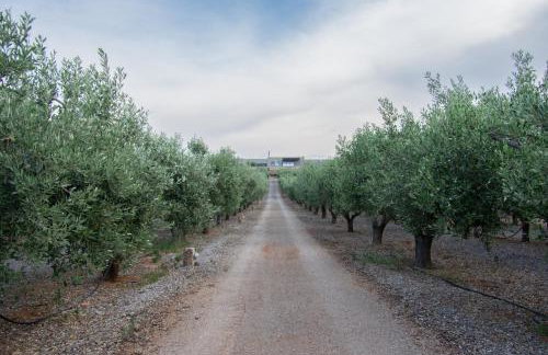 The Olive Hill - Foto 20