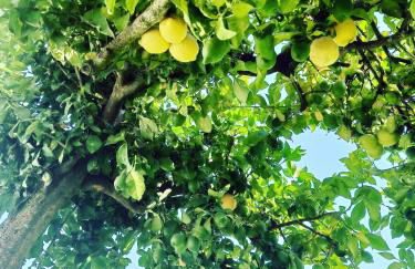 Villa Madalena - Foto 20