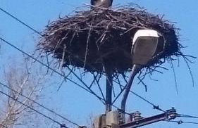 Leśny Zakątek - Foto 3