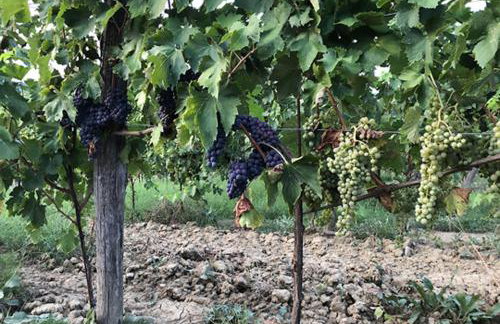 L'Agriturismo di Montalbino - Foto 34