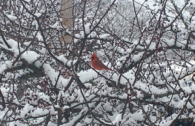 Golden Bear Cottages - Foto 77