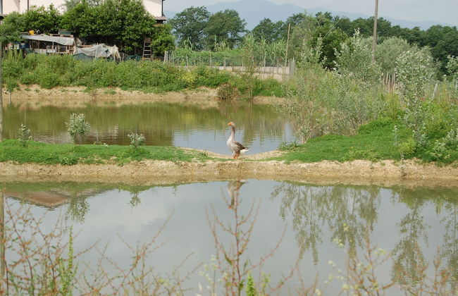 Agriturismo Musignano - Foto 71