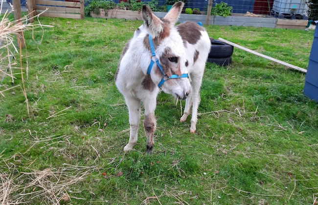 Glenavys Waitaki River Motor Camp - Caravan Park - Foto 22