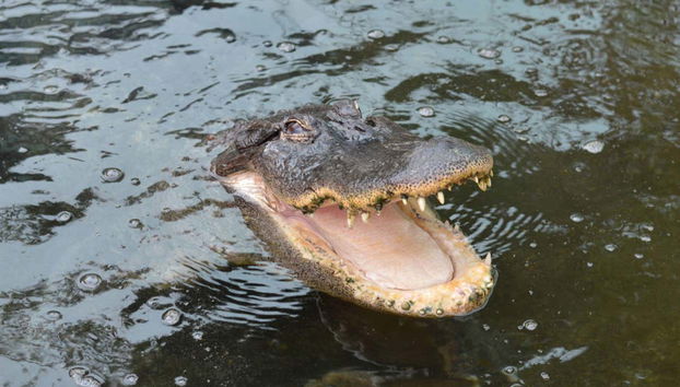 Crocodile Park - Foto 4