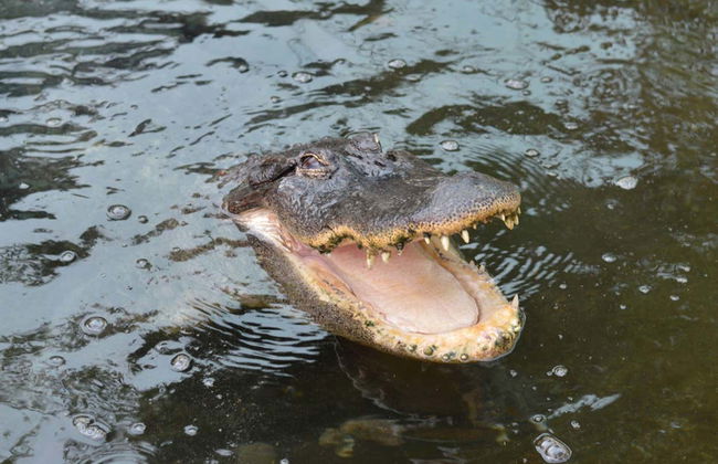 Billet pour le Crocodile Park - Photo 4