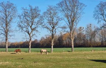 Ferienhaus Q1, Ruhe und Erholung in der Eifel - Foto 26