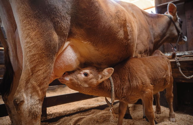 Hotel Acqua Lokos - Foto 23