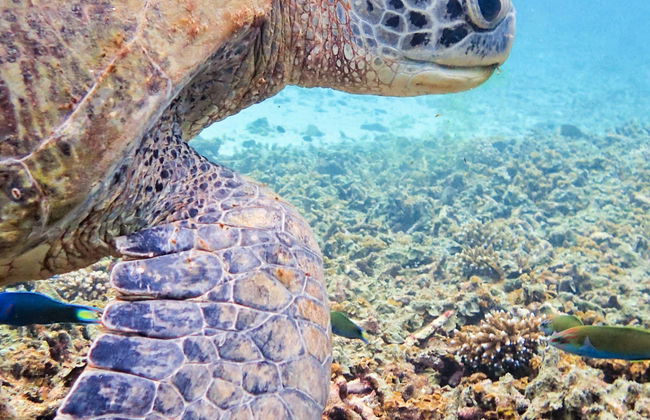 Mergulho em Koh Tao - Foto 1