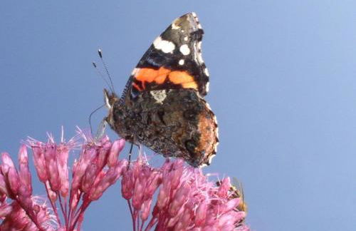 Apartment Appartement mit Wallbox by Interhome - Foto 44