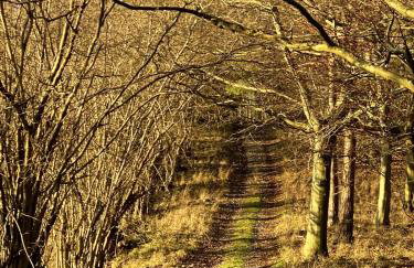 Pretty 2 Bedroom Cottage in Skirmett with Parking - Foto 16