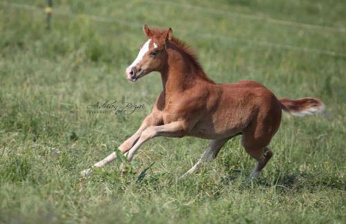 Ferien auf dem Eliesenhof - Foto 22