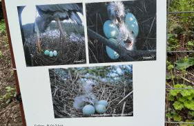 Blue Heron Sanctuary & Serene, river-front cottage - Foto 45