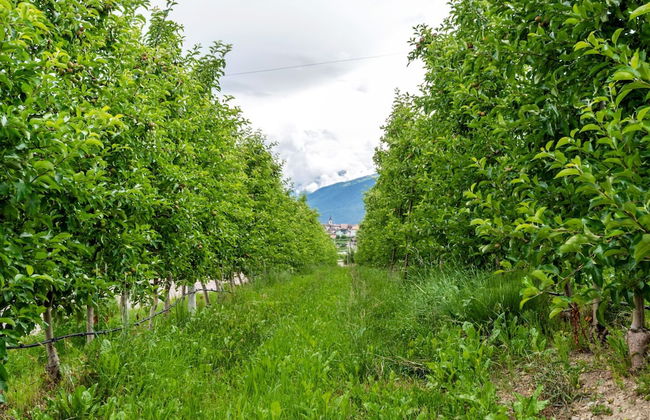 Belvilla by OYO Golden Delicious - Foto 35