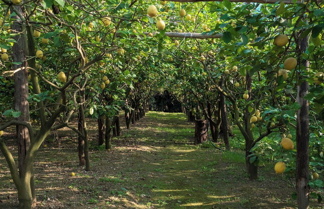 Giardino di Nonno Lucio - Foto 41
