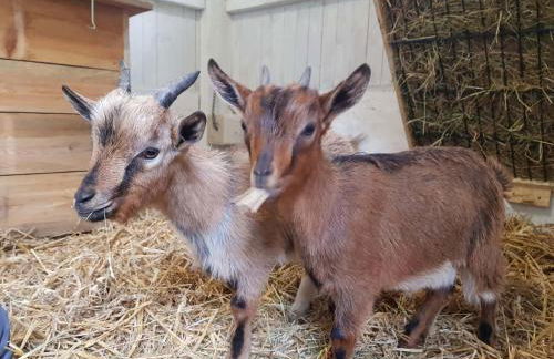 Moderne Ferienwohnung auf dem Kastanienhof Oetzen - Foto 18