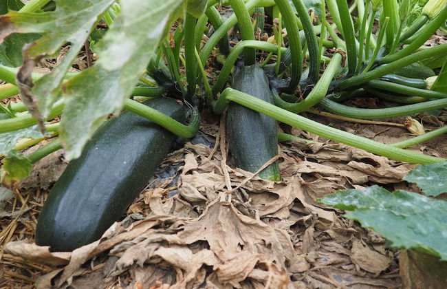 L'Era de Cal Roger - Photo 49