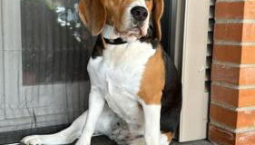 Casa vacanze Gemma Toscana - Foto 2