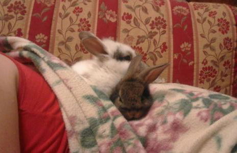 Agriturismo Villa Brugolta - Foto 16