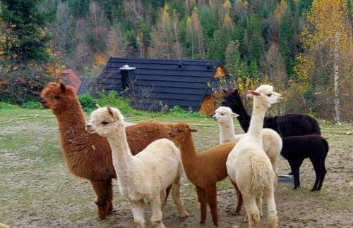 Alpakowy raj - Foto 27