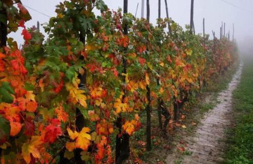 Mansion in Langhe With Pool and Winery Charm - Foto 50