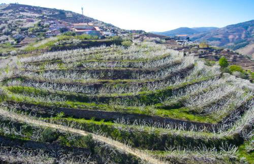Quinta do Pombal Douro - Foto 47