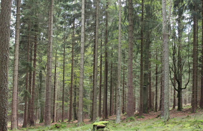 Holiday House Near Forest in Obora - Foto 15