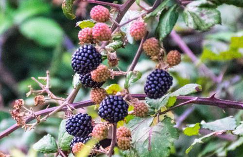 Apartment Rino, only 30m from the sea - Foto 55