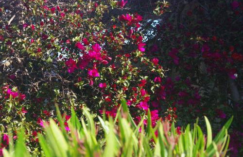 Résidence A NUCIOLA Les pieds dans l'eau Cervione Hte CORSE - Foto 26
