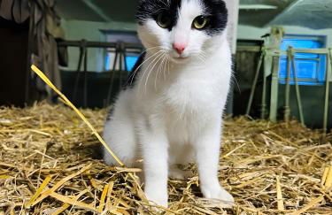 Ferienhof Riekeshof - Foto 6