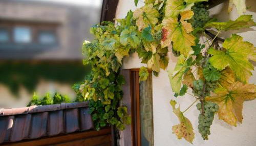 Weingut Landmann Ferienwohnungen - Foto 4