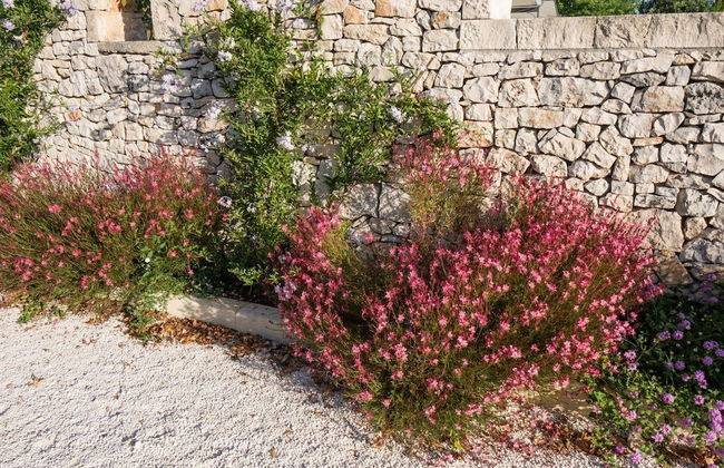 Tenuta Odegitria - Foto 76