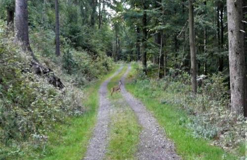 Small and Cozy Apartment in Frauenwald near Forest - Foto 72