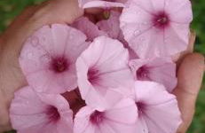 Caravana- Glamping Casa tortuga - Foto 50