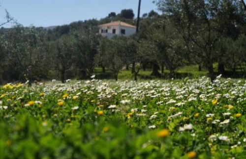 Haus mit Pool im Olivenhain - Foto 50
