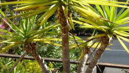 Casa Es Putxet - Foto 4