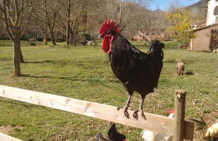 El Molí d'en Solà-Allotjaments rurals - Foto 28