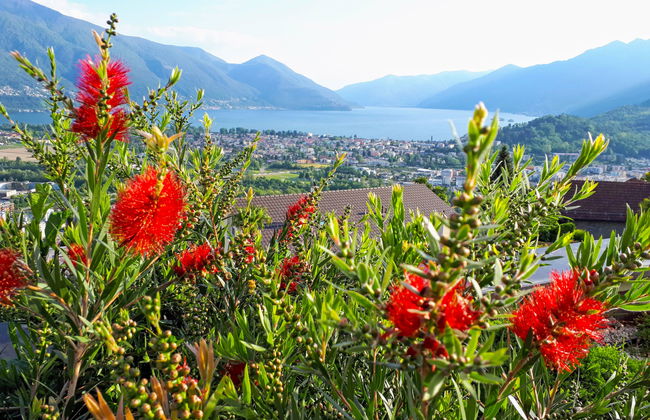 Vista Panorama - Foto 10